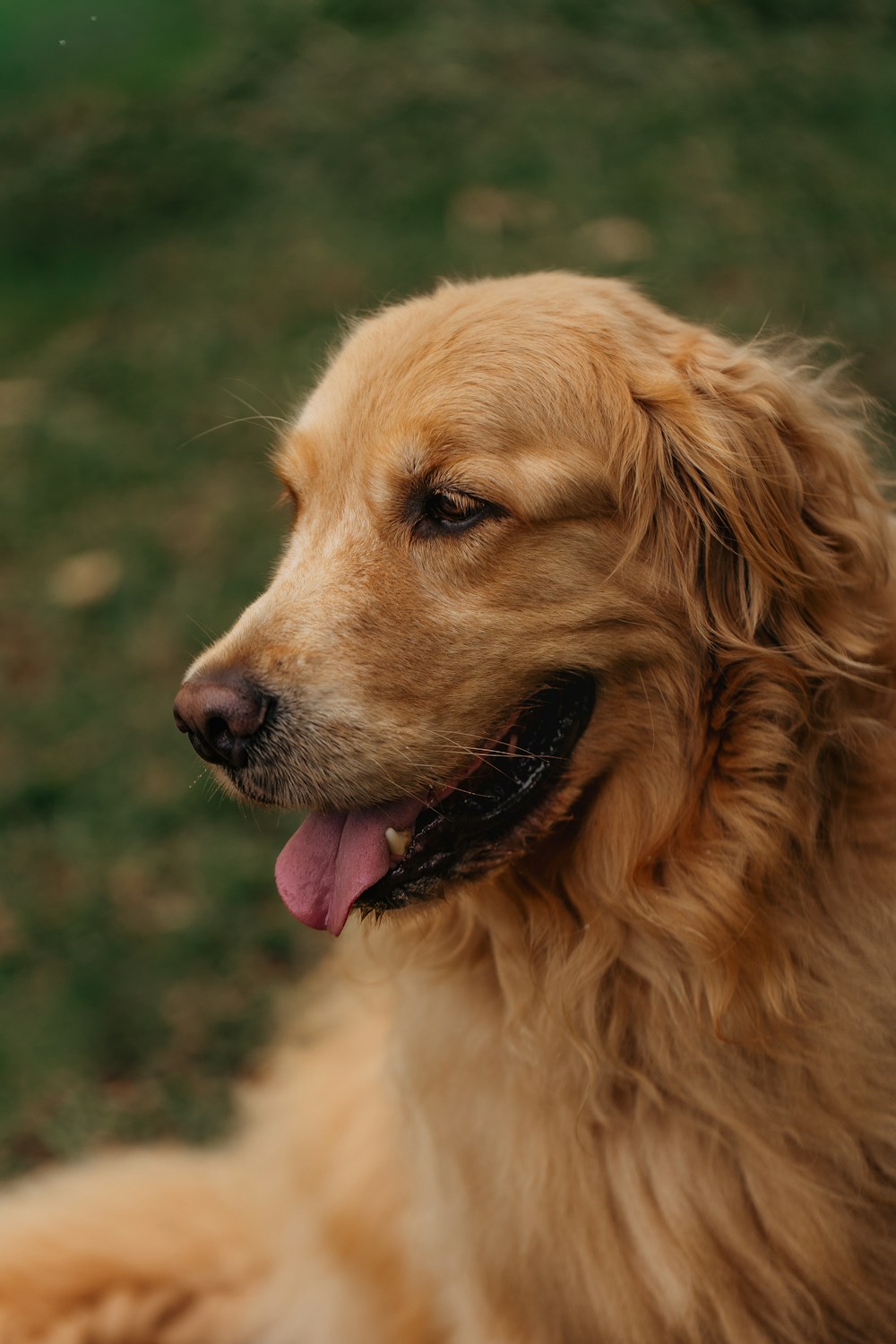 Golden retriever com expressão alegre