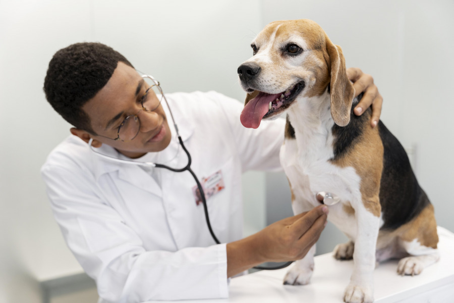 Veterinário examinando um cachorro com estetoscópio